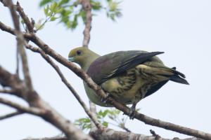 紅頭綠鳩(台灣亞種)