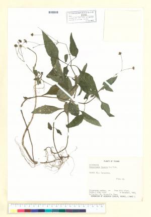 Adenostemma lavenia (L.) Kuntze_標本_BRCM 7047