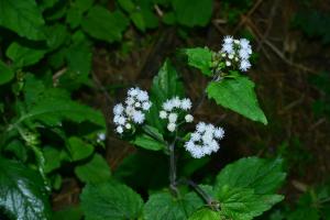 勝紅薊 (藿香薊)