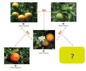 柑橘屬關係圖