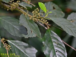 臺灣山桂花