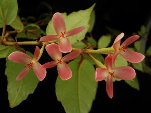 Begonia mannii Hook.f.