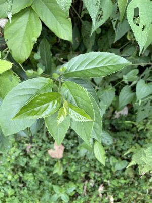 臺灣山桂花