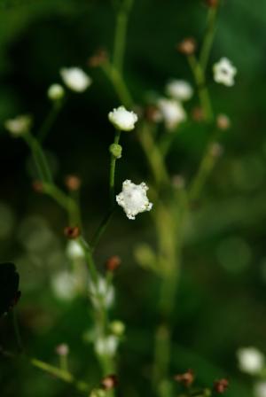 銀膠菊