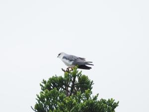 黑翅鳶