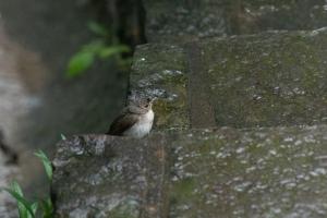 黃眉黃鶲