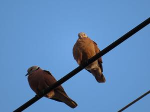 紅鳩