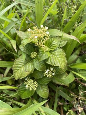 小花蛇根草