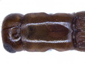 Dinoplatypus flectus (Niijima & Murayama, 1931) 黃拱截尾長小蠹