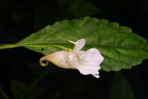 紫花鳳仙花