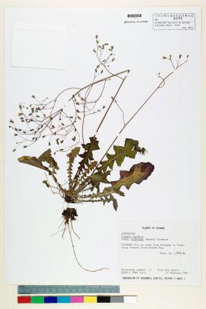 Youngia japonica (L.) DC. subsp. monticola Koh Nakam. & C.I Peng_標本_BRCM 5506