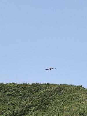 黑鳶