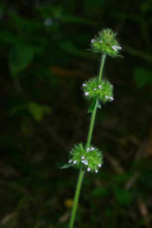 風輪菜