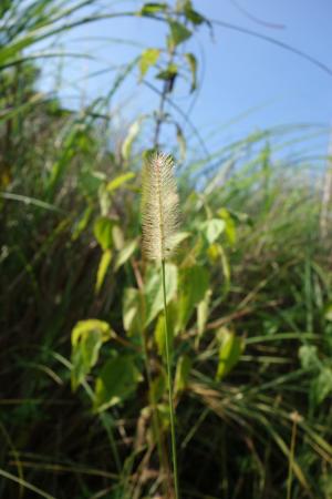 褐毛狗尾草