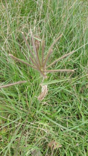 虎尾草、刺虎尾草、孟仁草