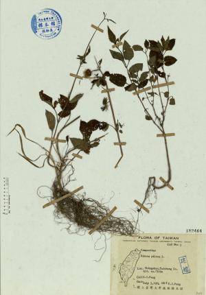 Bidens pilosa L._標本_BRCM 4508