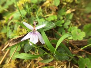 台灣菫菜