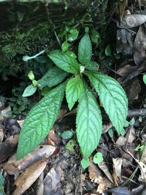 短梗同蕊草