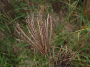 虎尾草、刺虎尾草、孟仁草