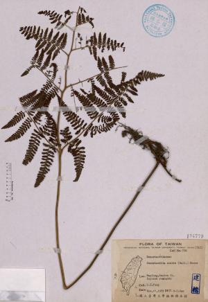Dennstaedtia scabra (Wall.) Moore_標本_BRCM 4604