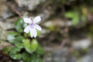 台灣菫菜