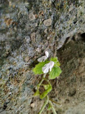 白花草