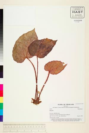 Begonia cathcartii標本_BRCM 1983