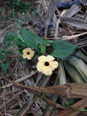 黑眼花