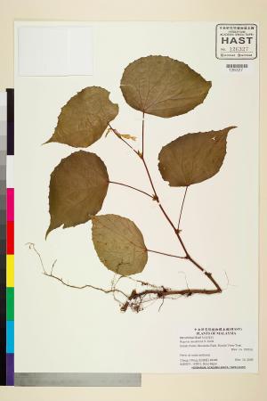 Begonia minutiflora標本_BRCM 2485