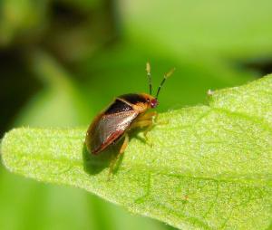 #755 南亞大眼長椿Geocoris ochropterus (Fieber,1844)-側面