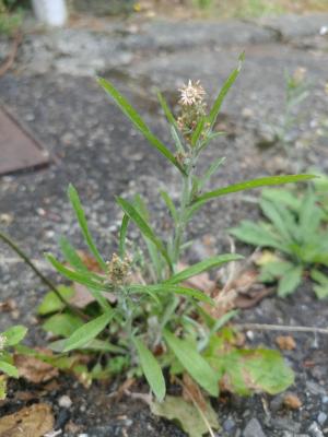 直莖鼠麴草