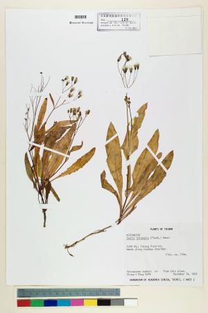 Ixeris chinensis (Thunb.) Nakai_標本_BRCM 6487
