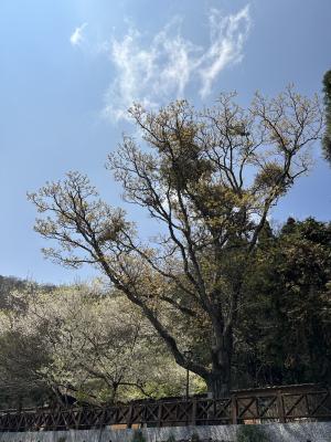 台灣檫樹