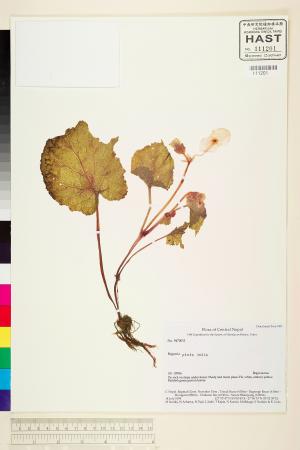Begonia picta標本_BRCM 1990