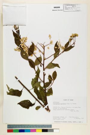 Microglossa pyrifolia (Lam.) Kuntze_標本_BRCM 6910