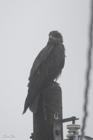 黑鳶