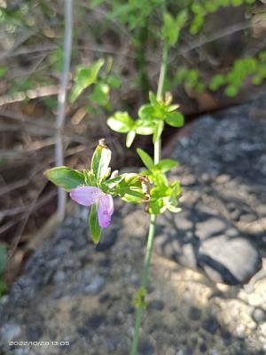 槍刀菜