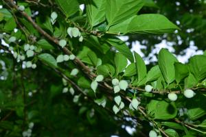 野茉莉（日本安息香）