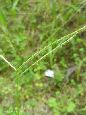 兩耳草