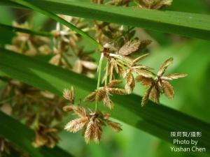 風車草