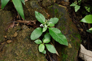 白花蛇根草