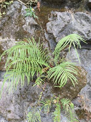 鱗蓋鳳尾蕨