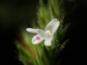 卵葉鱗球花