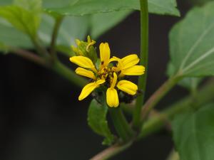 雙花蟛蜞菊