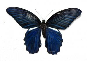 黑鳳蝶 Papilio protenor
