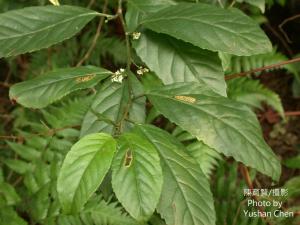 臺灣山桂花