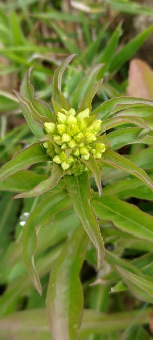 一枝黄花 (金鎖 野黄菊)