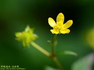 鉤柱毛茛