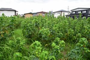 日本田野調查