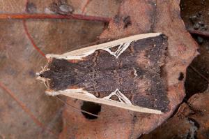 120214 南投 梅峰 10 Hemiglaea costalis (Butler, 1879)_800ori